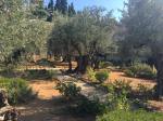israel7